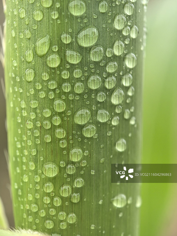 芦粟果皮水滴特写图片素材