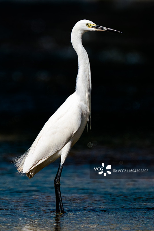 亭亭玉立图片素材