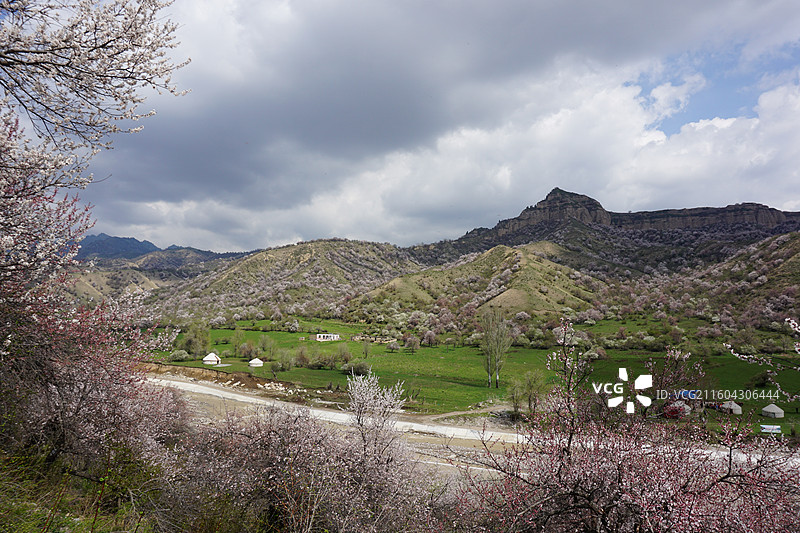 新疆伊犁州霍城县大西沟中华福寿山景区杏花春色图片素材
