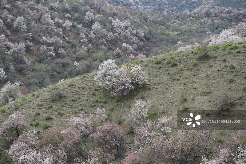 新疆伊犁州霍城县大西沟中华福寿山景区杏花春色图片素材