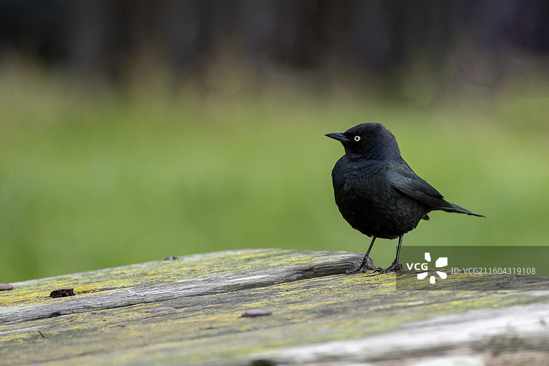 蓝头黑鹂图片素材