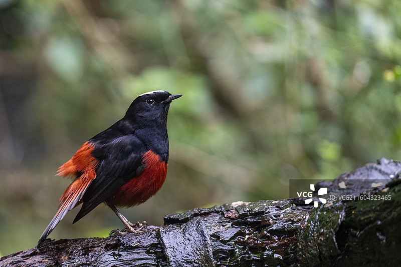 白顶溪鸲图片素材