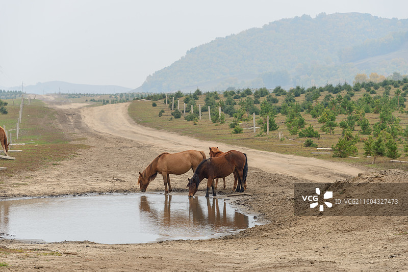 内蒙古赤峰乌兰布统坝上草原牧场图片素材