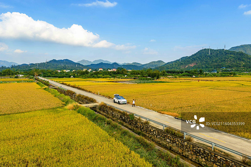 斗门金色水稻图片素材