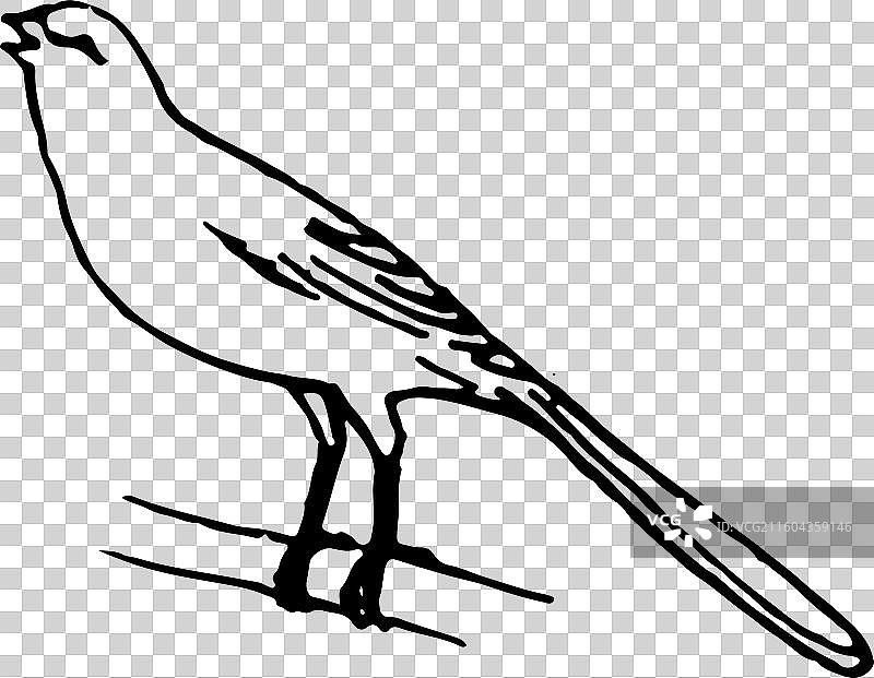 简笔画 元素 鸟 简笔画 线条图片素材