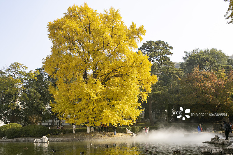 香山饭店金黄色古银杏树图片素材