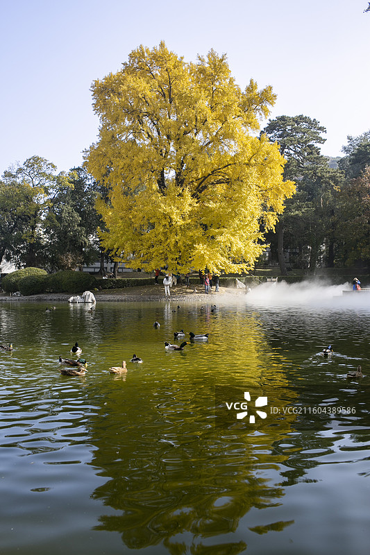 香山饭店金黄色古银杏树图片素材