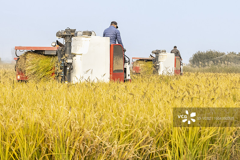 深秋丰收，河南省焦作市武陟县乔庙镇农机收割水稻图片素材