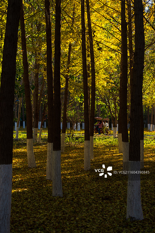 天津南运河秋色图片素材