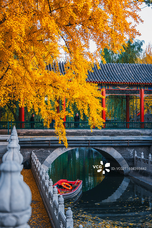 秋天银杏与古建筑图片素材