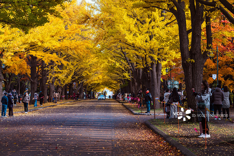 北海道大学秋景图片素材