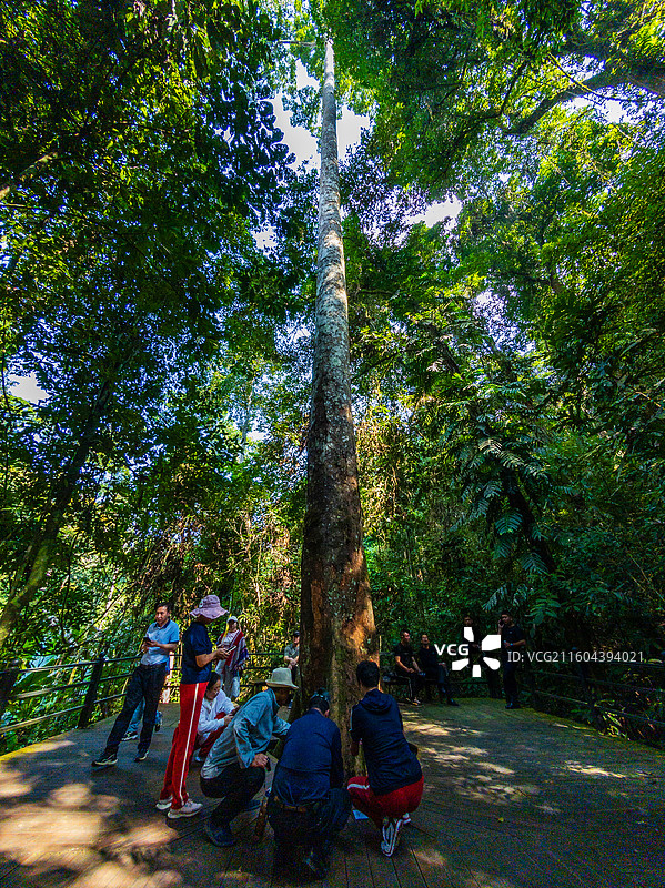 云南省西双版纳州勐腊县望天树景区图片素材