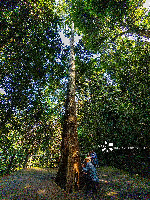 云南省西双版纳州勐腊县望天树景区图片素材