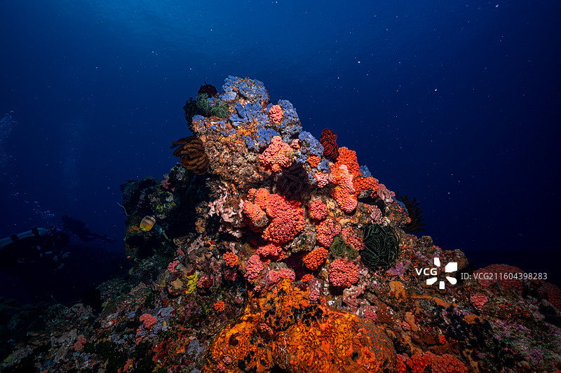 海底珊瑚图片素材