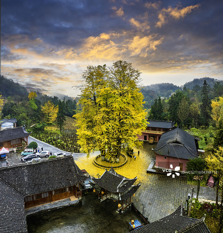 湖北恩施宣恩东门关九子抱母银杏秋色图片素材