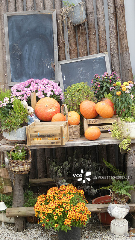 淮安金湖文旅戴楼自营农场布置万圣节南瓜主题装置迎接周末亲子游图片素材