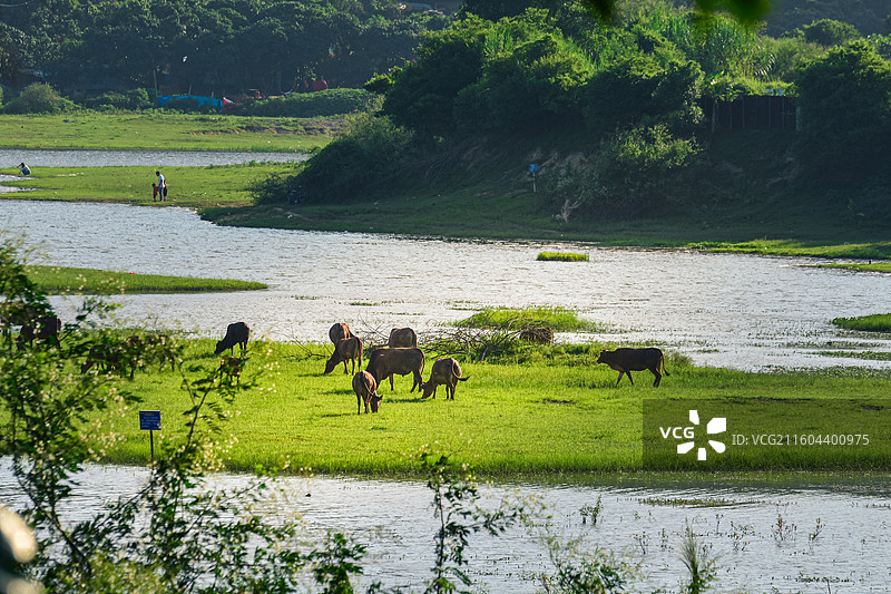 一群牛在河边吃草图片素材