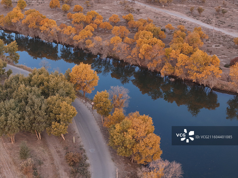巴楚红海胡杨林秋色图片素材