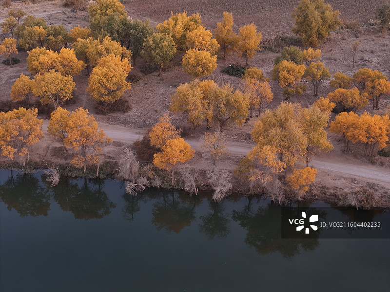 巴楚红海胡杨林秋色图片素材