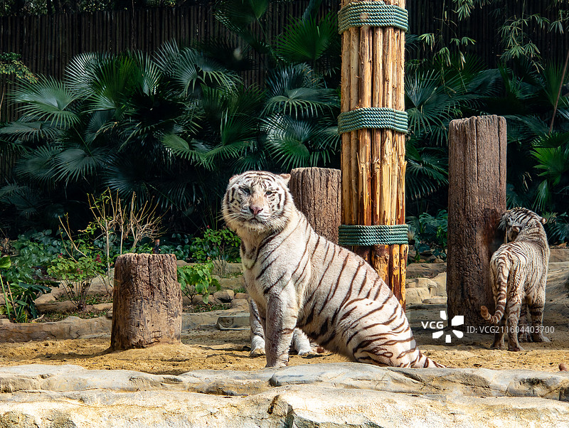动物园里肥胖的白虎，摄于广州。图片素材