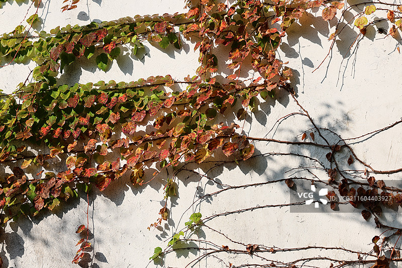 江南水乡古镇民居石桥倒影广富林城皇庙文昌阁秋景特写图片素材
