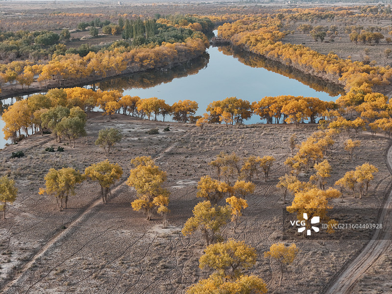 巴楚红海胡杨林秋色图片素材
