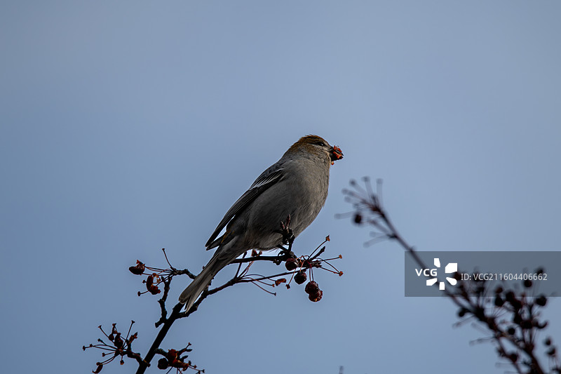 松雀 Pine Grosbeak图片素材