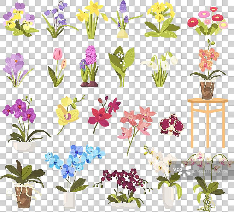 兰花、郁金香、玫瑰等花卉和植物组合图片素材