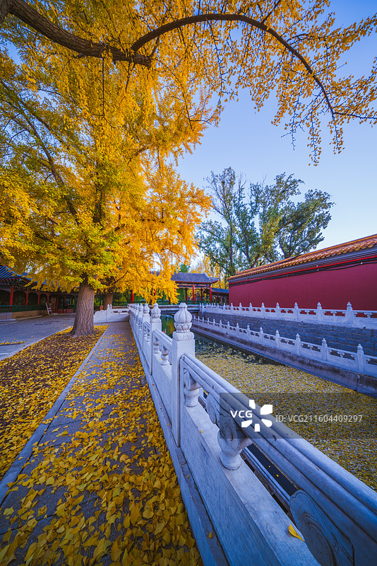 秋天银杏与古建筑图片素材