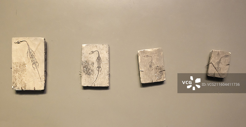 贵州龙 贵州 三叠纪中期 国家海洋博物馆图片素材