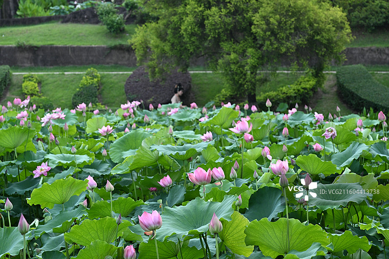 满池荷花图片素材