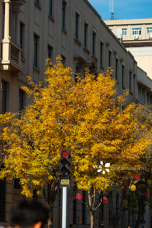 解放北路秋色图片素材
