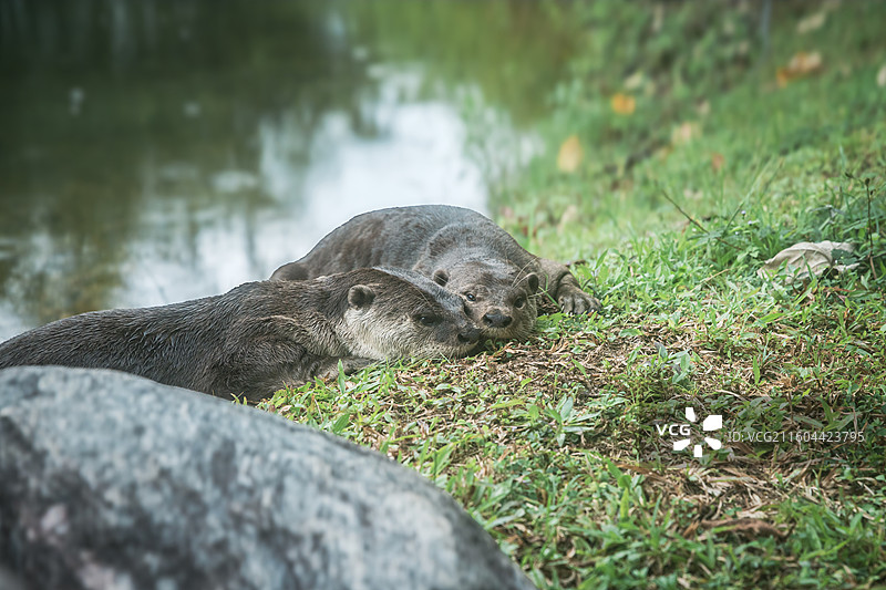 新加坡 南洋理工大学 水獭情侣图片素材