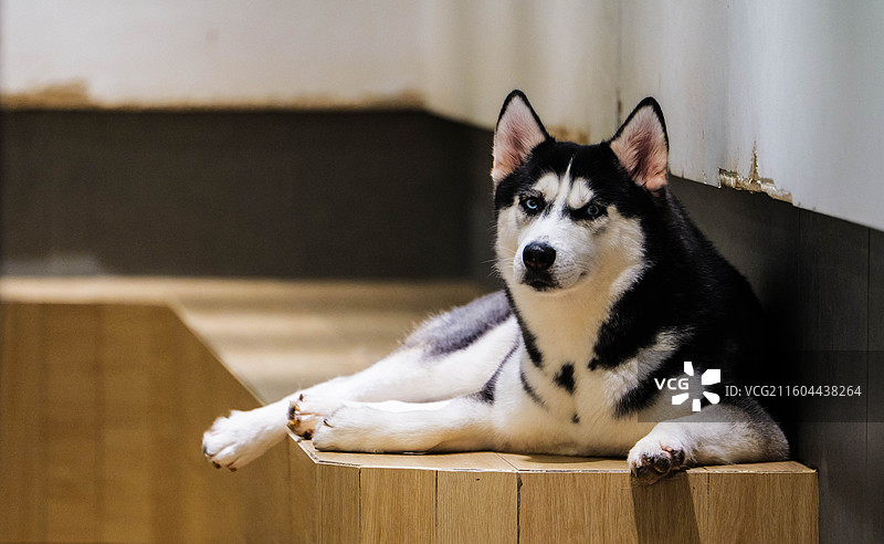 哈士奇狗狗正面抓拍图片素材