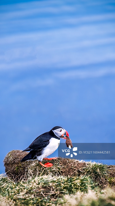puffin小鸟图片素材