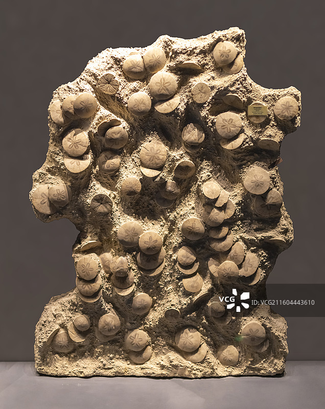 海胆 法国 新生代 国家海洋博物馆图片素材