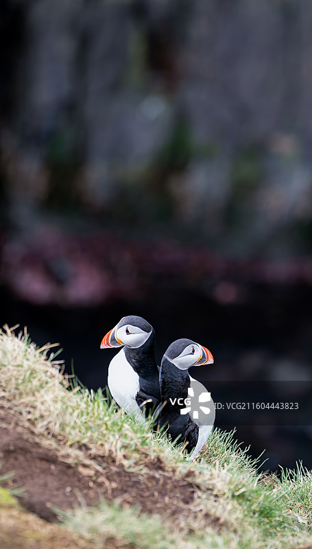 puffin小鸟图片素材