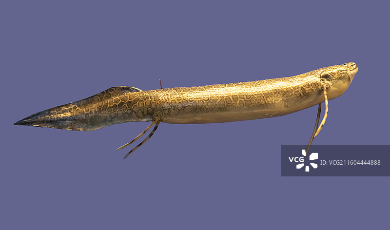 美洲肺鱼模型  国家海洋博物馆图片素材