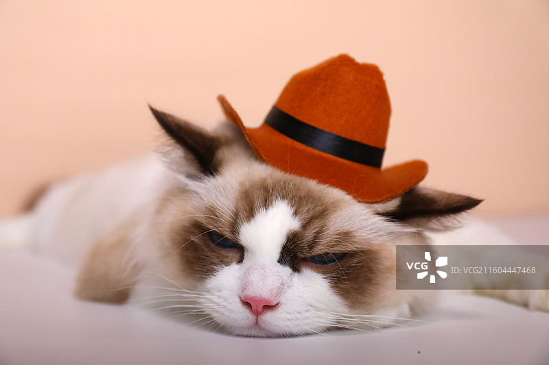 趴着的布偶猫图片素材