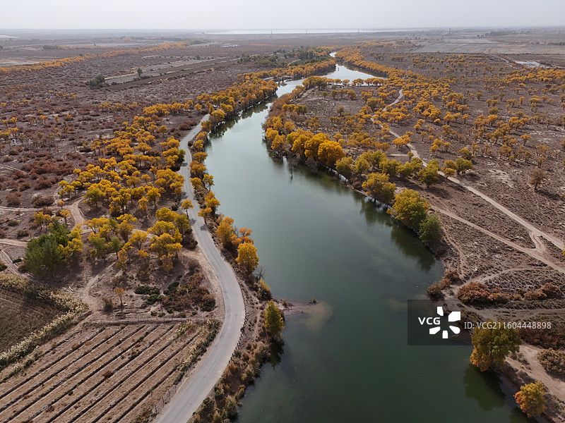 巴楚红海胡杨林秋色图片素材