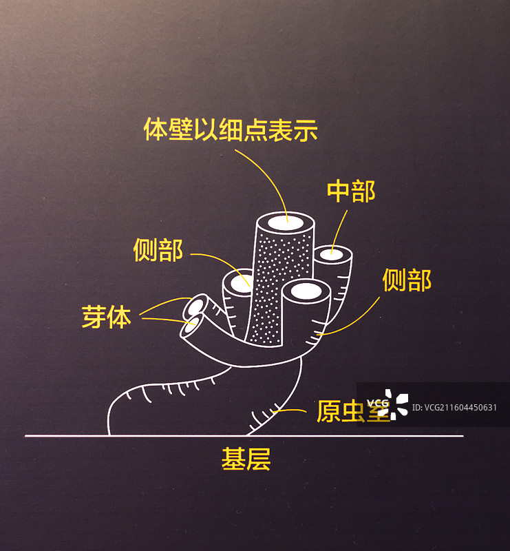 变口目 国家海洋博物馆图片素材