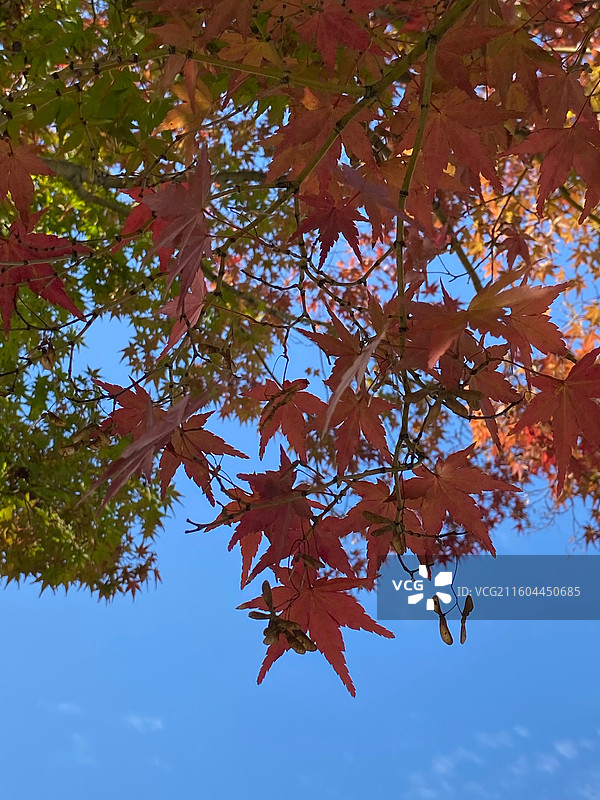 秋天的枫叶红了图片素材