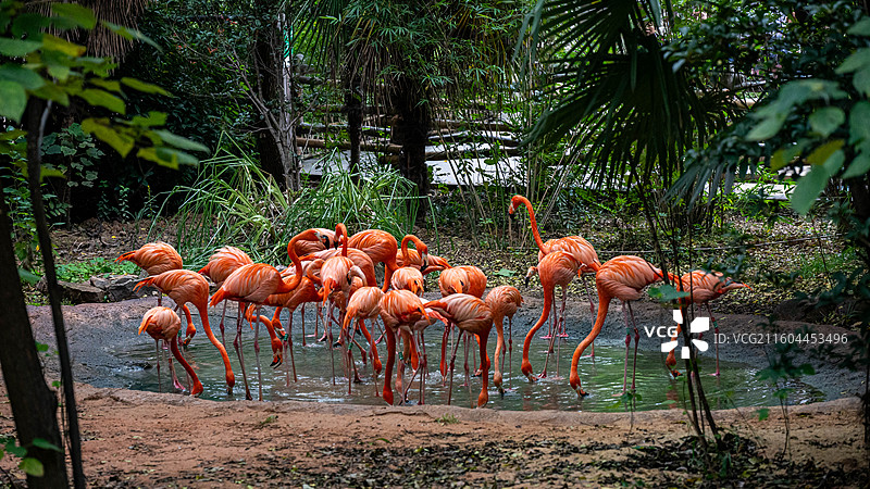 大长腿图片素材