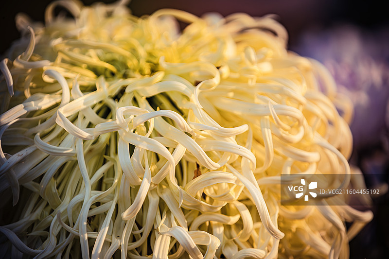 南京中山植物园菊花展图片素材