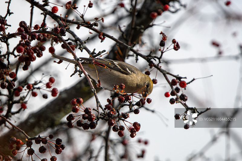 松雀 Pine Grosbeak图片素材