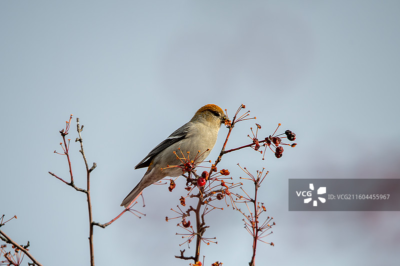 松雀 Pine Grosbeak图片素材