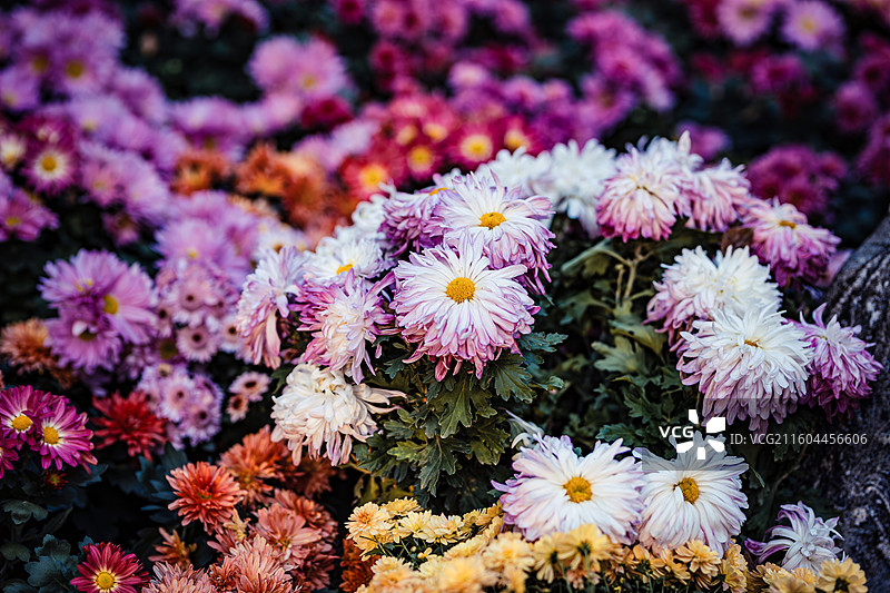 南京中山植物园菊花展图片素材