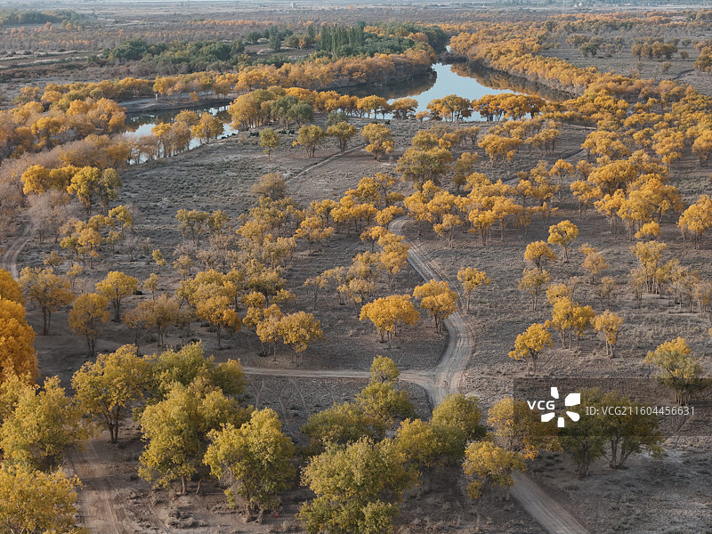 巴楚红海胡杨林秋色图片素材