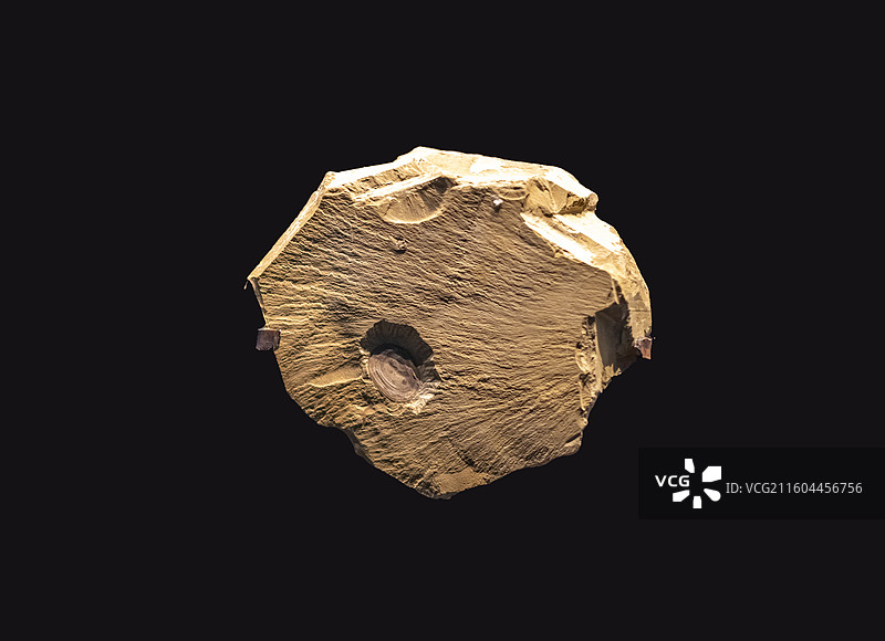 纯真滇东贝 国家海洋博物馆图片素材