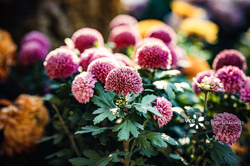 南京中山植物园菊花展图片素材